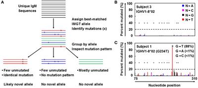 A Streamlined Approach to Antibody Novel Germline Allele Prediction and Validation